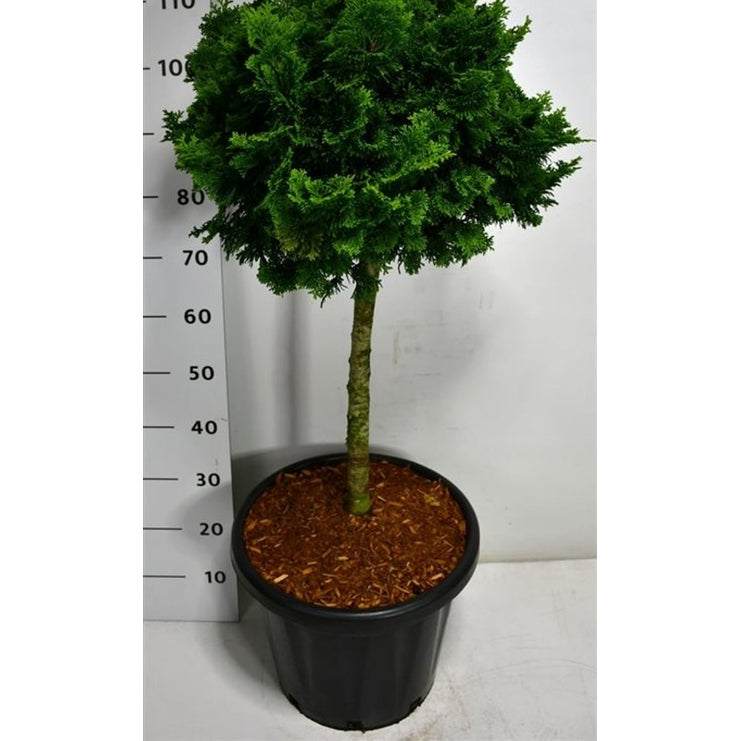 Ädelcypress – Chamaecyparis obtusa 'Nana Gracilis' - C25 40 cm. Stam